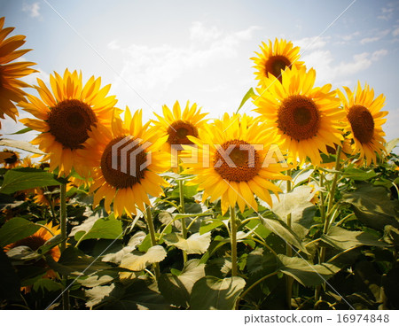 Sunflower field Sunflower field 16974848