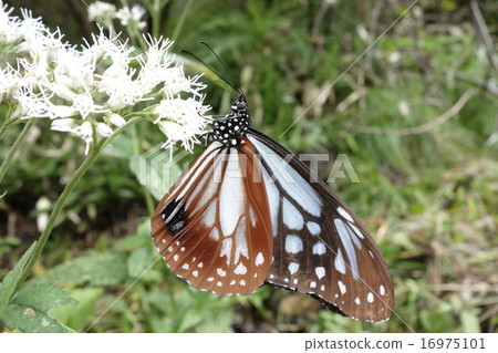 Asagi Madara Kyushu 16975101