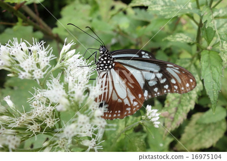 Asagi Madara Kyushu Asagi Madara Kyushu 16975104