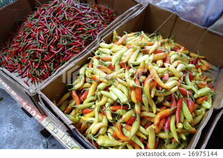 越南辣椒 16975144