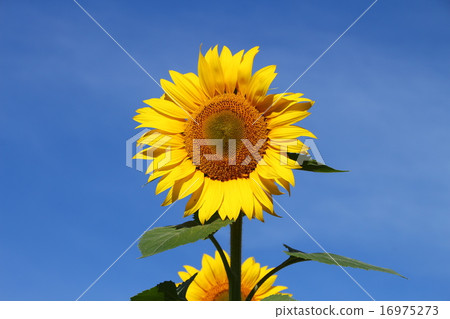 sunflower	 16975273