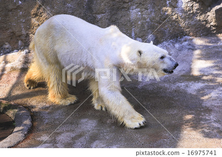 Asahiyama動物園的北極熊 16975741