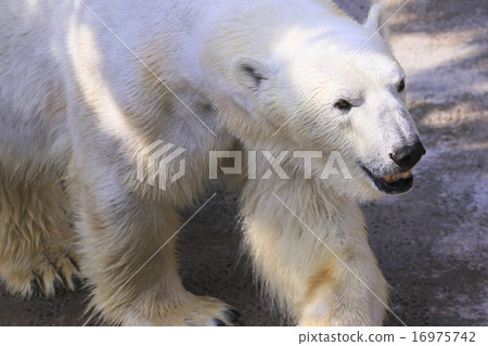 Polar bear of Asahiyama zoo 16975742
