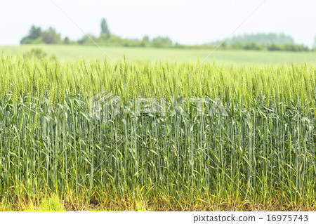 Wheat field Wheat field 16975743