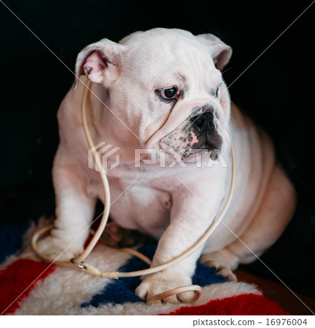 Close Up Young White English Bulldog Dog Close Up Young White English Bulldog Dog 16976004