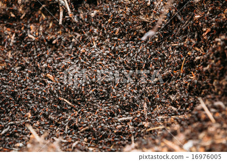 Red Forest Ants Formica Rufa In Anthill Red Forest Ants Formica Rufa In Anthill 16976005