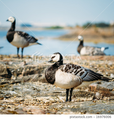 Barnacle Goose, Branta Leucopsis, Feral Goose On Rock Barnacle Goose, Branta Leucopsis, Feral Goose On Rock 16976006