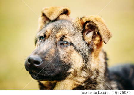 German Shepherd Dog Close Up  16976021