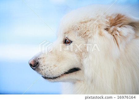 White Samoyed dog 16976164