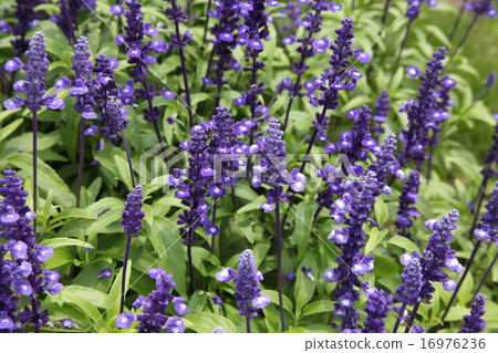 Blue salvia 16976236