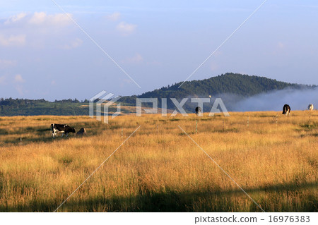 The meadow of the Mikahara plateau The meadow of the Mikahara plateau 16976383