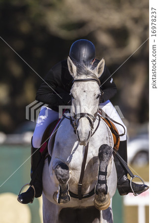 Rider Horse Jump Action 16978237