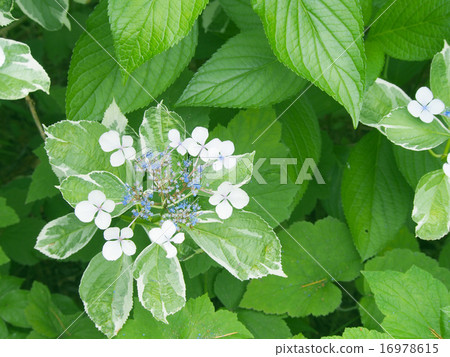 Yamah繡球花 16978615