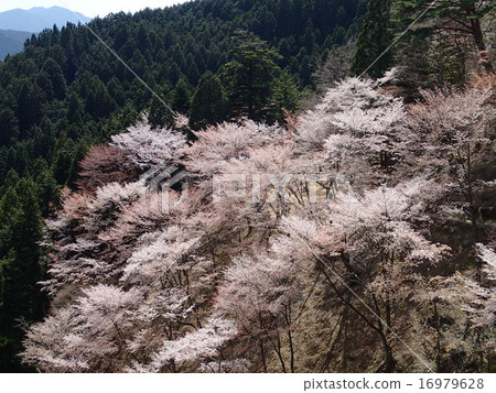 沖繩山櫻桃樹 16979628