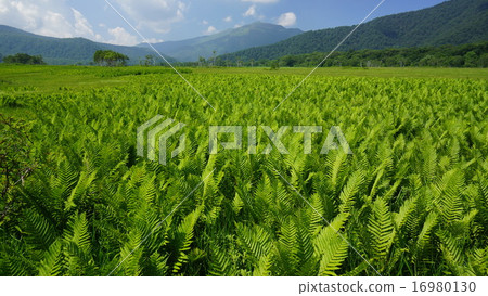 Ozegahara和Mt. 16980130