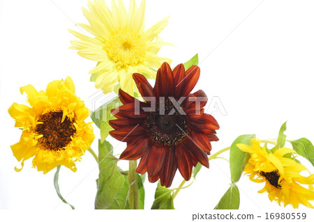 sunflower sunflower 16980559