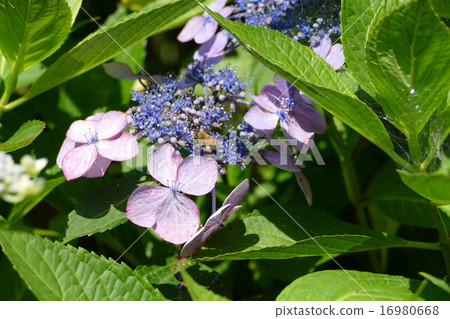 Honeybee Hydrangea Honeybee Hydrangea 16980668