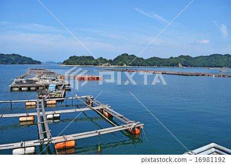 kyujukyu islands, sasebo, Raw Fish 16981192