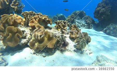 Philippine Kumanomi tropical fish Philippine Kumanomi tropical fish 16981550