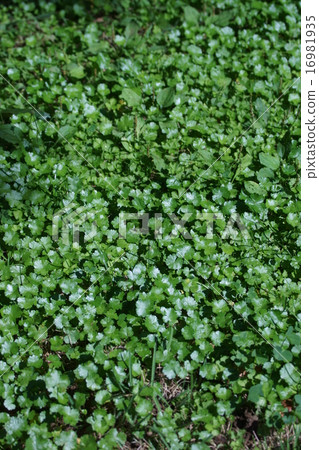 My name is bleeding grasshopper. My name is bleeding grasshopper. 16981935