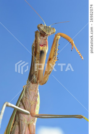 Wolframakiri和藍天 16982074
