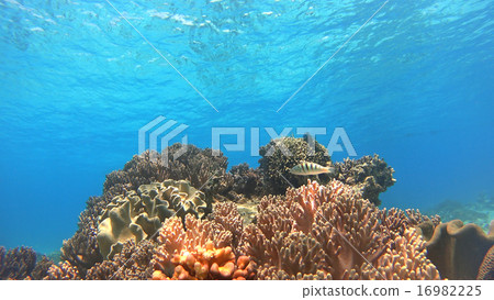 Philippine coral reef tropical fish 16982225