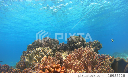 Philippine coral reef tropical fish 16982226