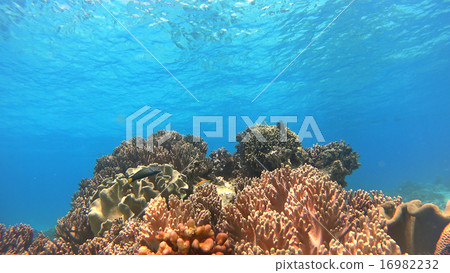 Philippine coral reef tropical fish 16982232