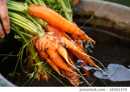 Carrots harvest 16982359