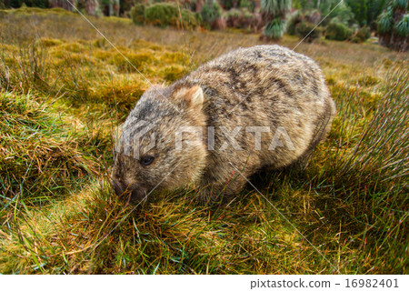 袋熊吃草 16982401