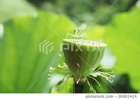 Mantis of the fighting pose Mantis of the fighting pose 16982424