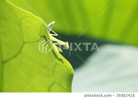 Mantis to ambush 16982428