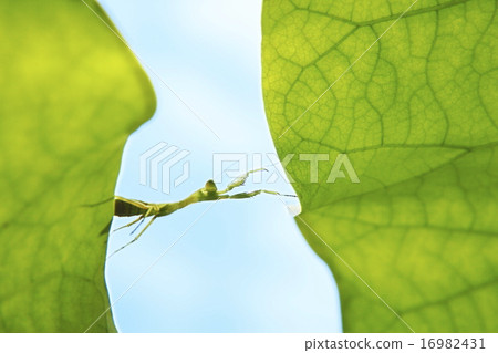 Deliver my thoughts 16982431