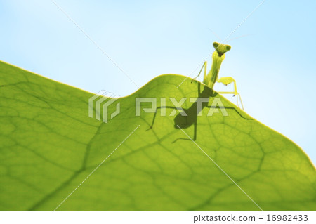 Fresh blue sky and mantis 16982433