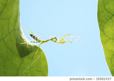 新鮮的藍天和螳螂 16982437