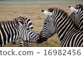 Zebra kiss 16982456