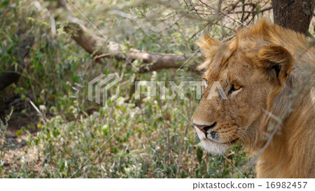 Wild Lion Wild Lion 16982457