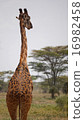 Giraffe's back 16982458