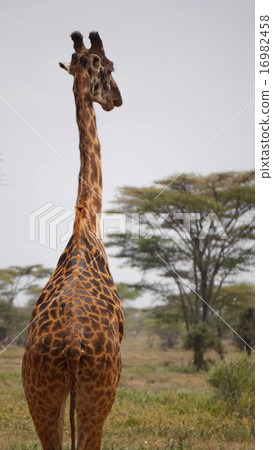 長頸鹿回來了 16982458