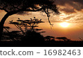Dusk of savanna 16982463