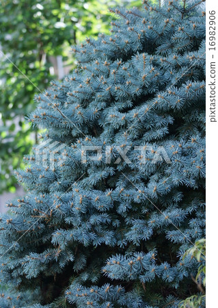 他是Colorado Karaki Spruce。 16982906