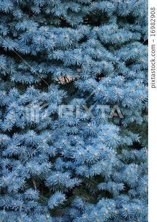 他是Colorado Karaki Spruce。 16982908