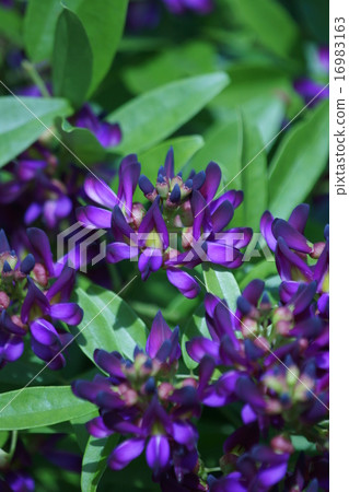 我的名字是Murasaki Natsufuji。 我的名字是Murasaki Natsufuji。 16983163