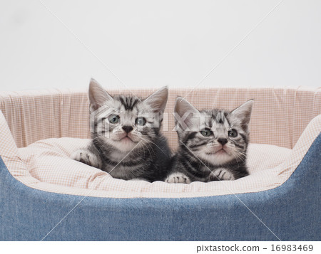 美國短髮小貓兩隻小貓在床上 16983469
