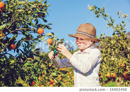 Portrait of attractive cute young boy picking mandarins at citrus farm on sunny summer day 16983498