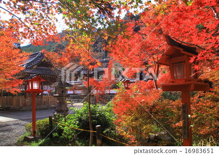 Hoeyama Shrine (Kameoka Kyōoka) Autumn leaves in the precincts 16983651