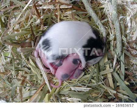 Lactating panda mouse 6 days after birth 16983657