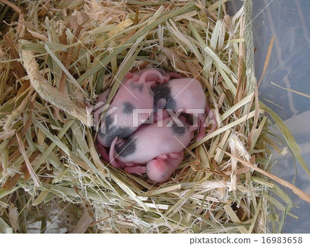 熊貓老鼠，日本老鼠，嬰兒，出生後7天 16983658