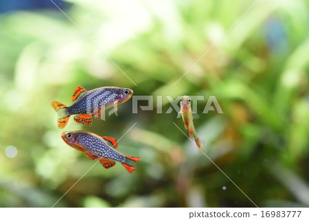 Micro Rasbora sp aquarium tank Hanabi 16983777