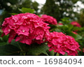Dark pink hydrangea 16984094